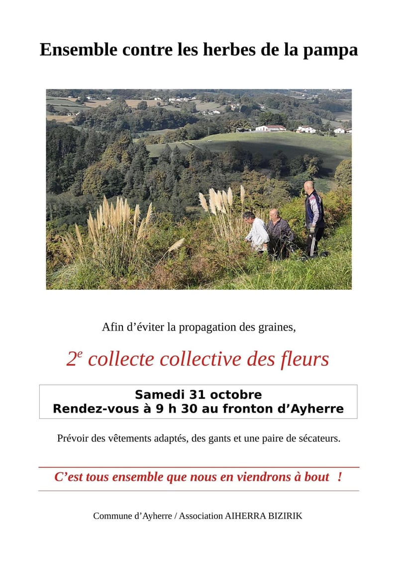 Herbes de la pampa 31 10 2026